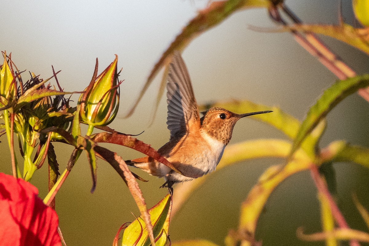 Allen's Hummingbird - ML639331049