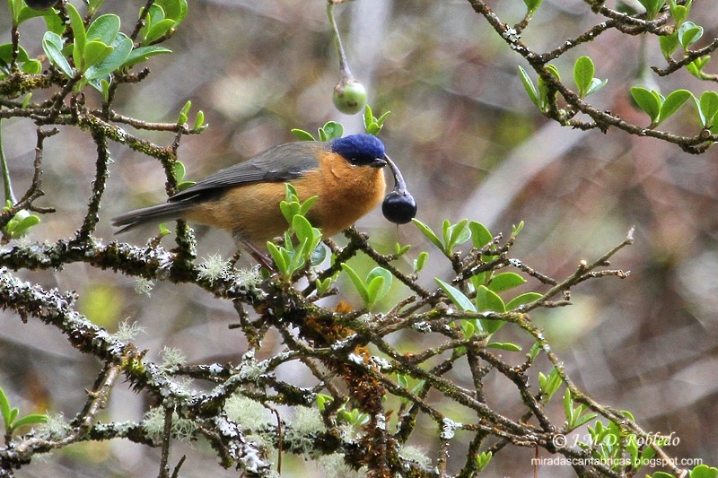Tit-like Dacnis - ML639331081