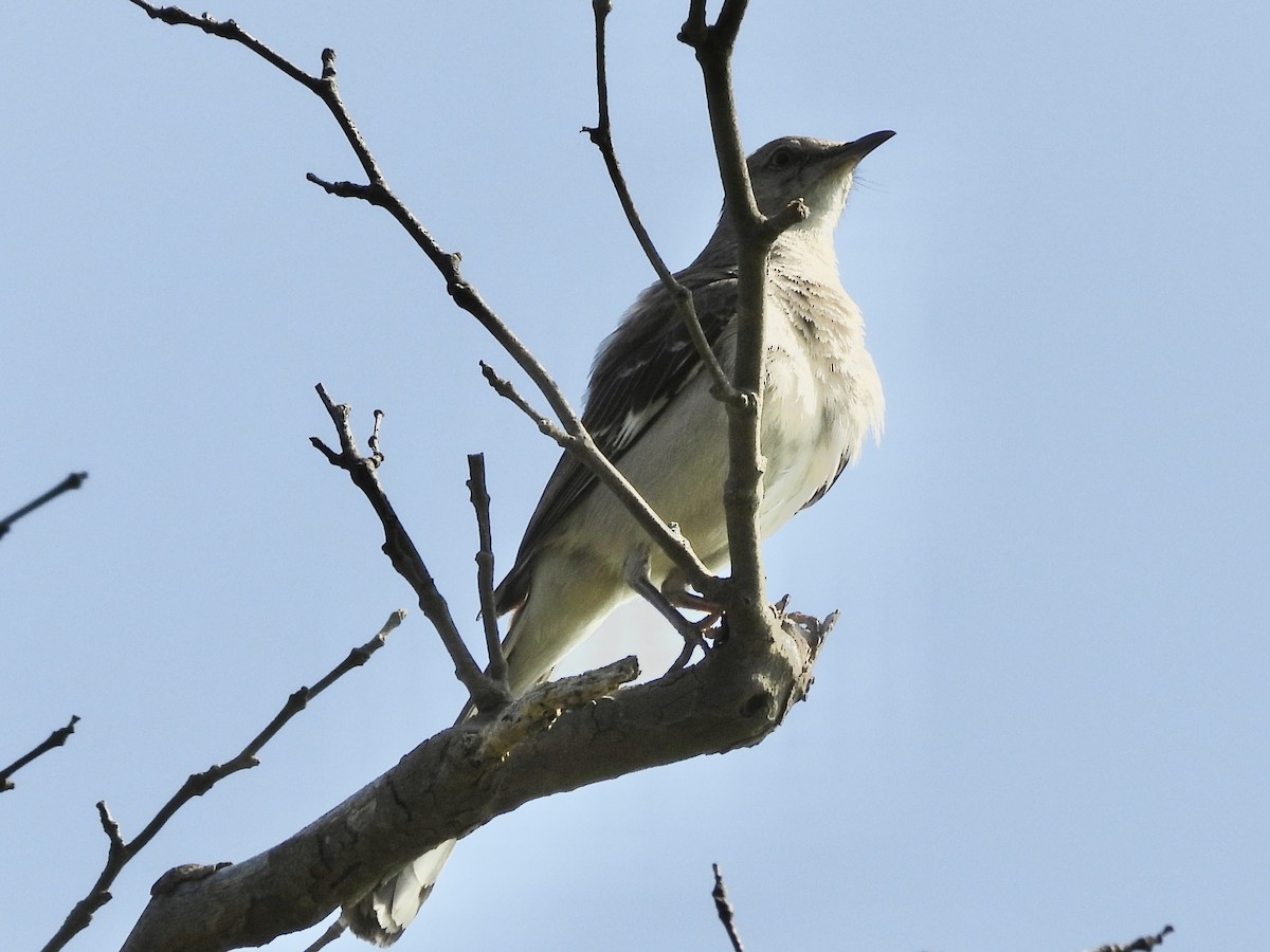 Northern Mockingbird - ML639331084