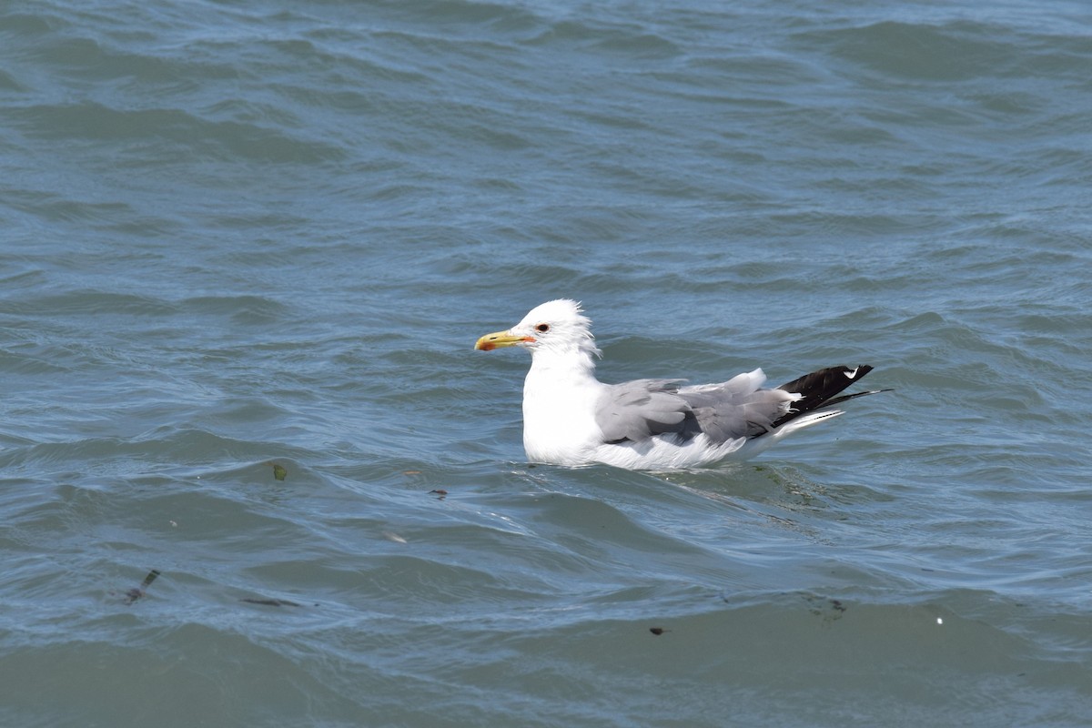 California Gull - ML639331086