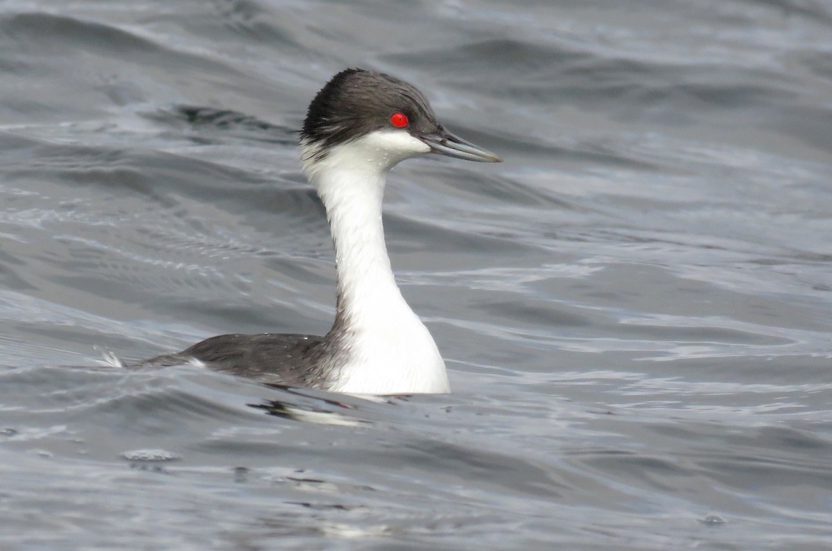 Junin Grebe - ML639331113