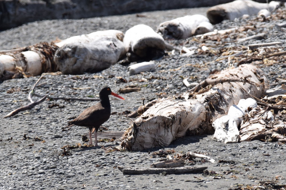 Black Oystercatcher - ML639331151