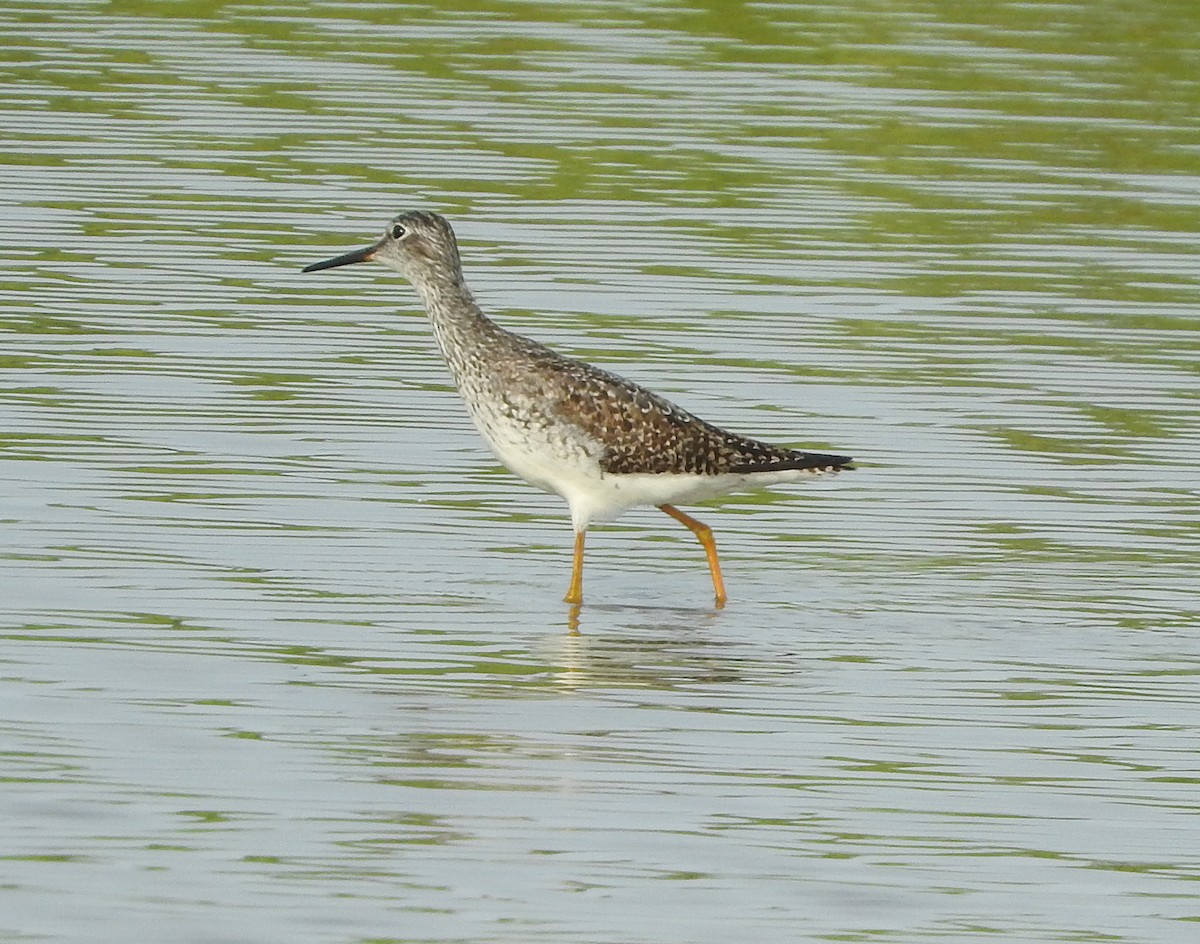 Lesser Yellowlegs - ML639331161