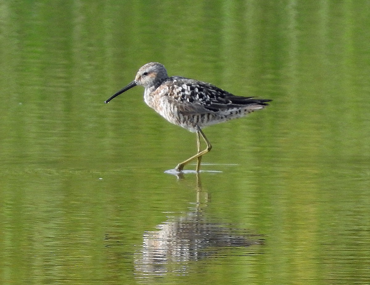 Stilt Sandpiper - ML639331170