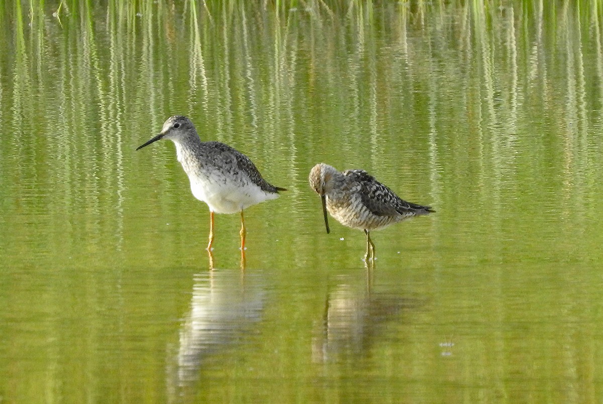 Stilt Sandpiper - ML639331175