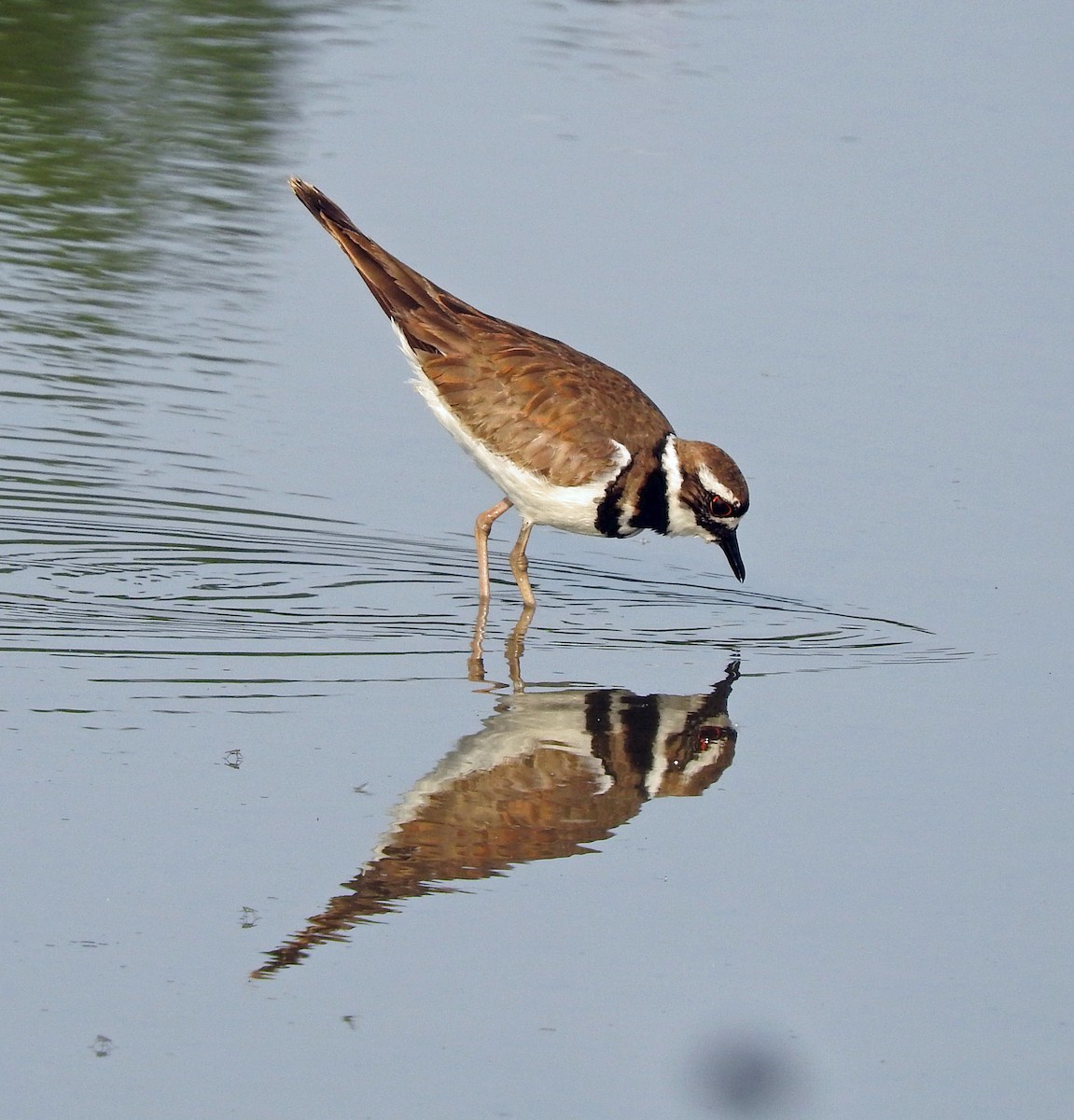 Killdeer - ML639331181