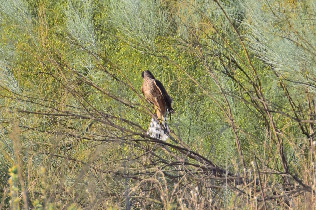 Eurasian Goshawk - ML639331252