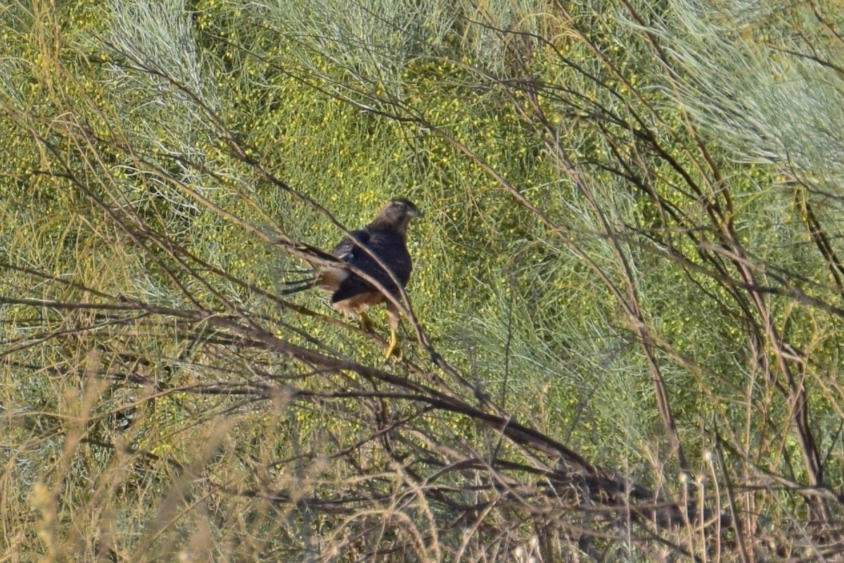 Eurasian Goshawk - ML639331259