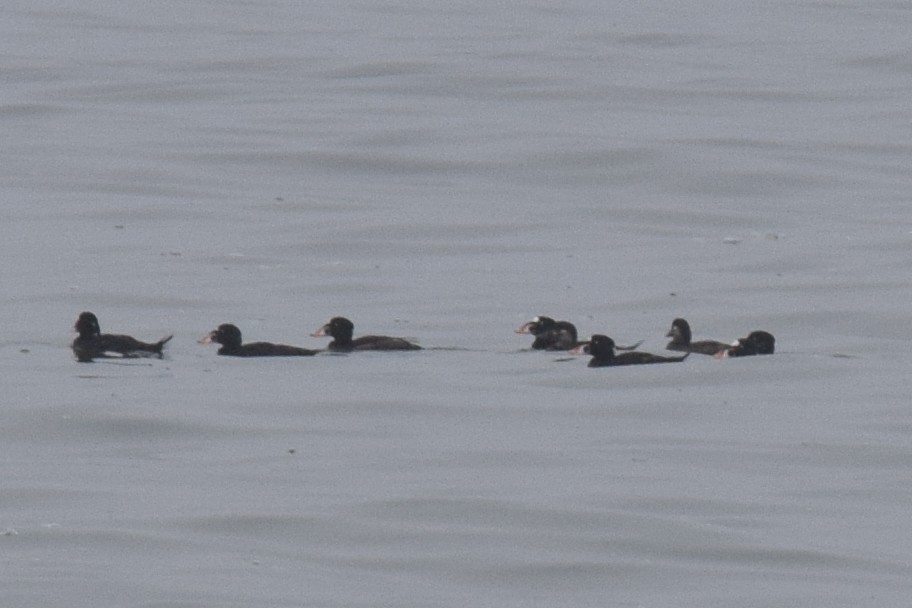 Surf Scoter - ML639331269