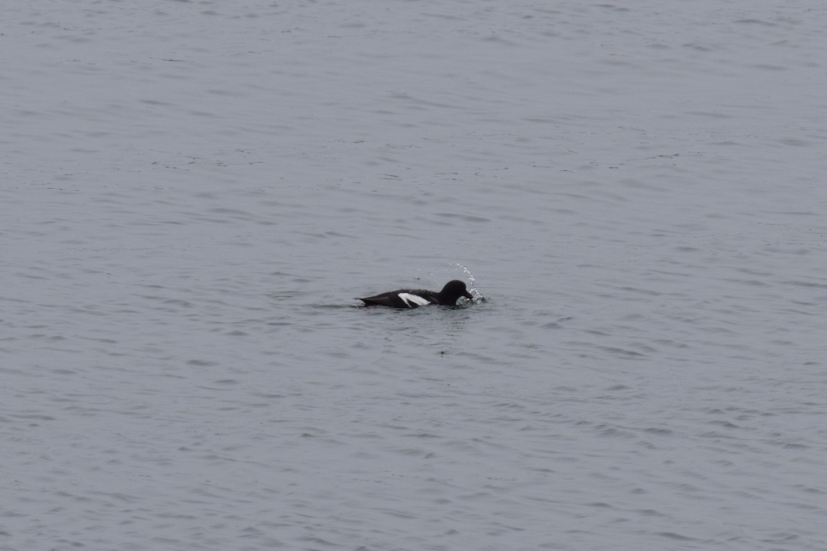 Pigeon Guillemot - ML639331352