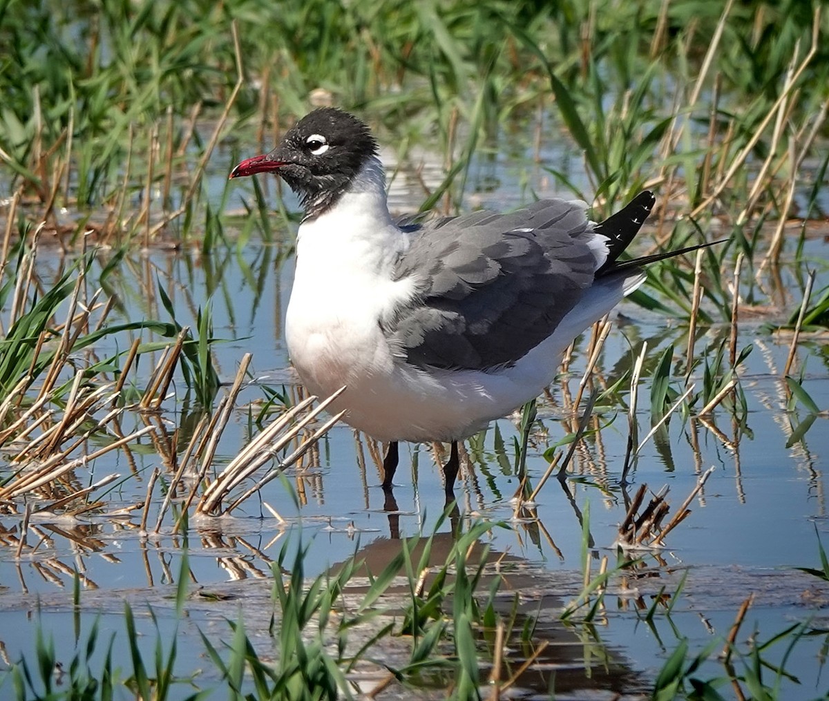 Franklin's Gull - ML639331372