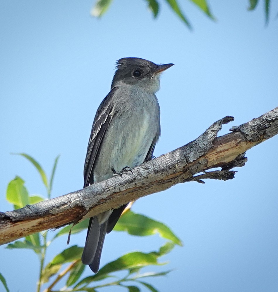 Western Wood-Pewee - ML639331375