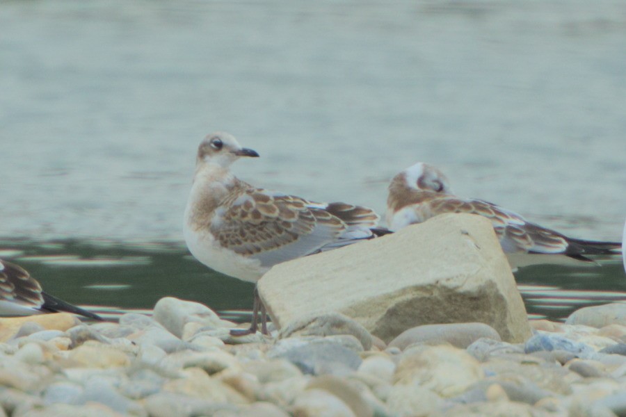 Black-headed x Mediterranean Gull (hybrid) - ML639331399