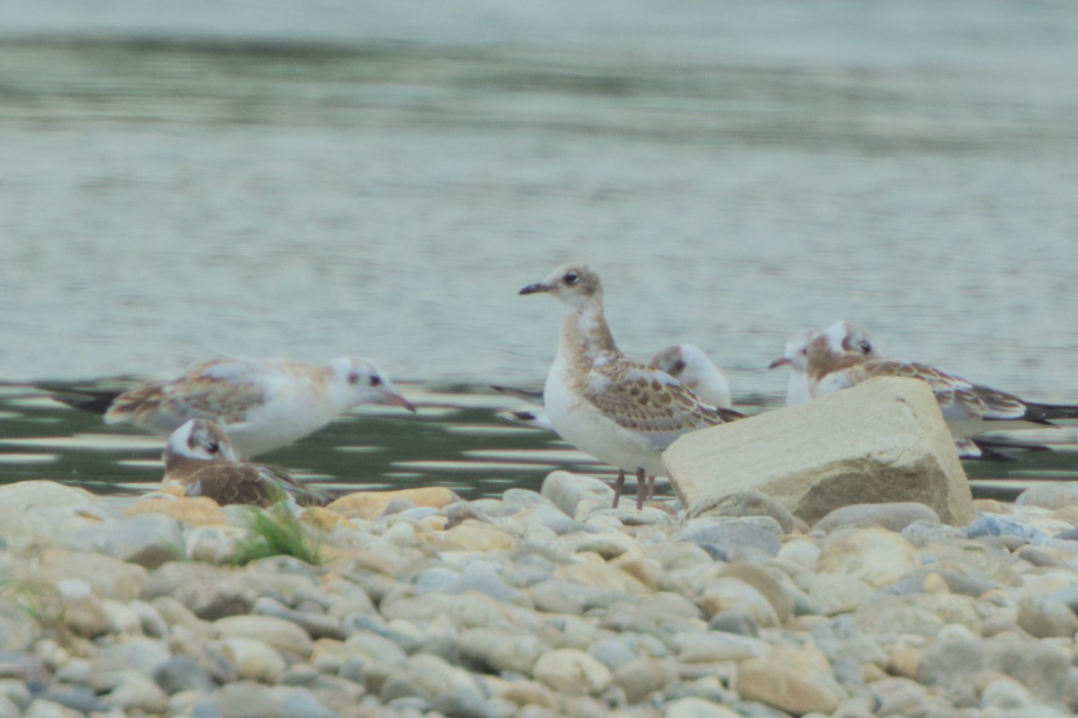 Black-headed x Mediterranean Gull (hybrid) - ML639331401