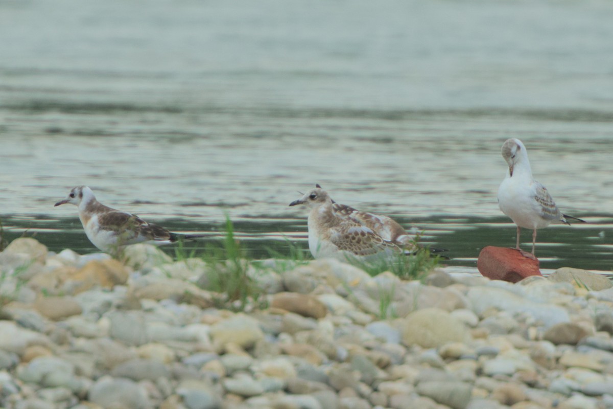 Black-headed x Mediterranean Gull (hybrid) - ML639331406