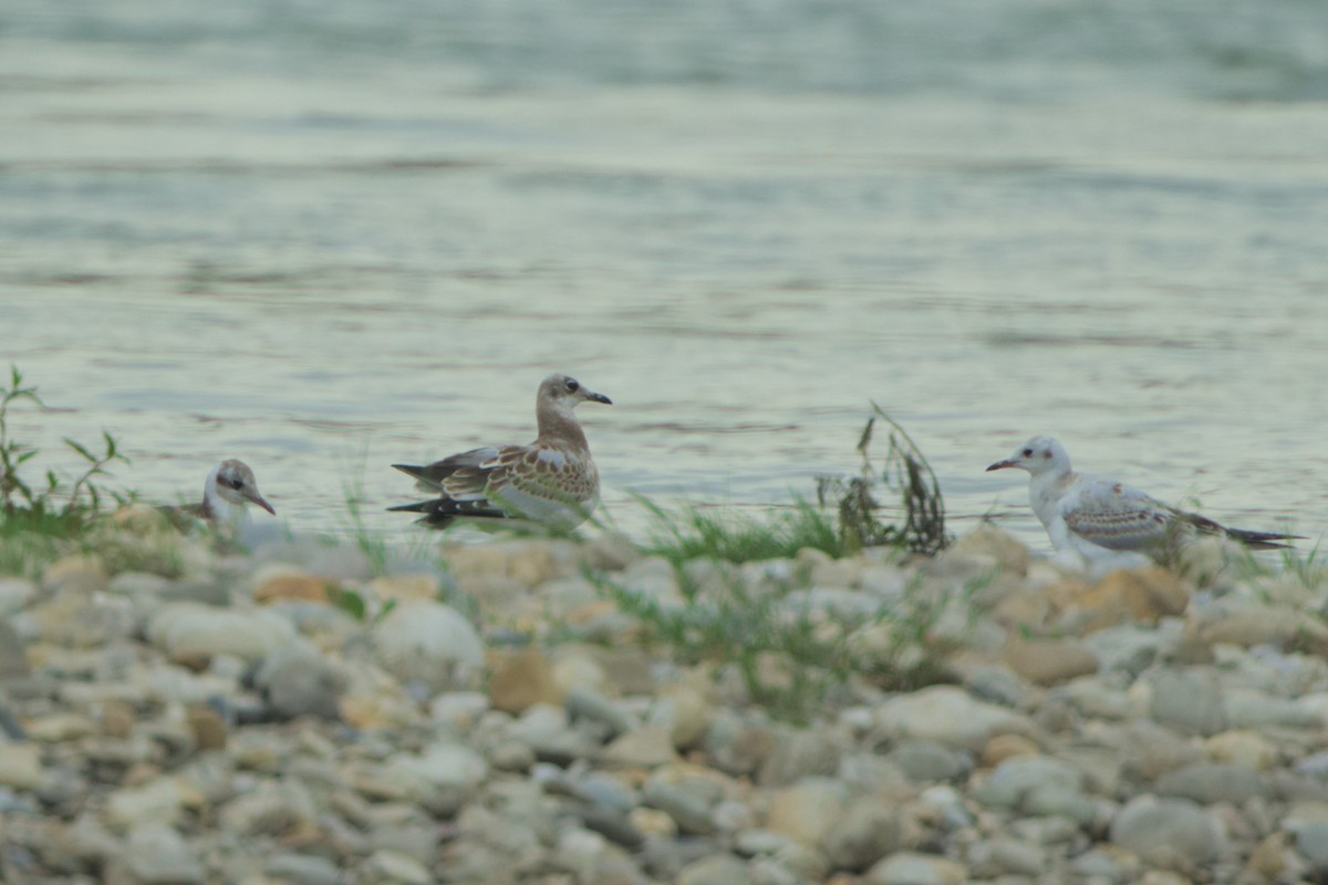 Black-headed x Mediterranean Gull (hybrid) - ML639331409