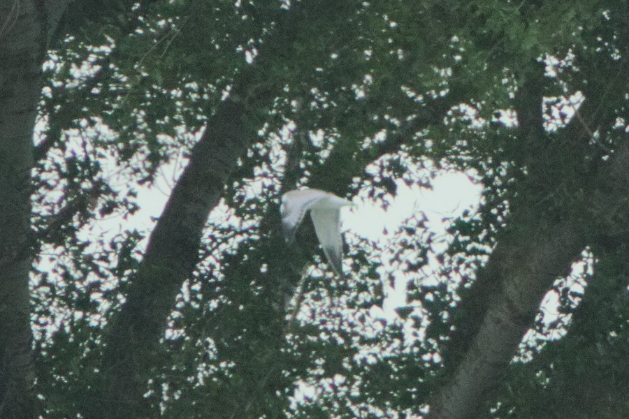 Black-headed x Mediterranean Gull (hybrid) - ML639331412