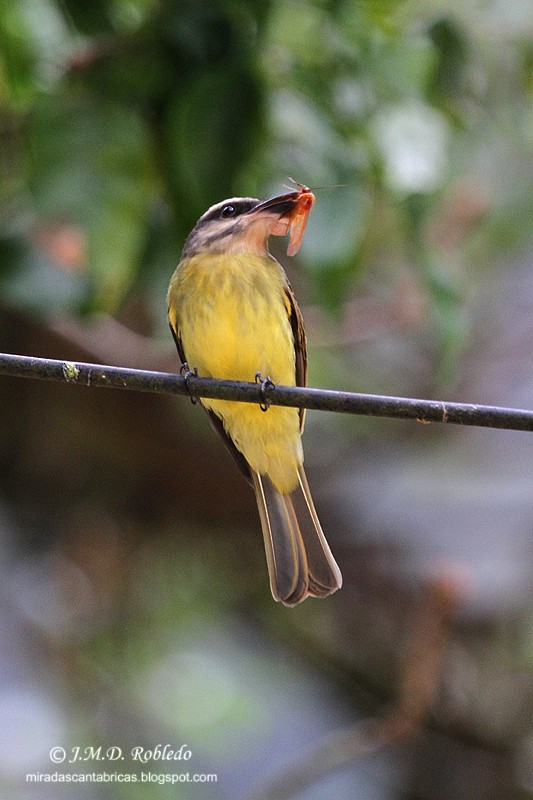 Golden-crowned Flycatcher - ML639331423