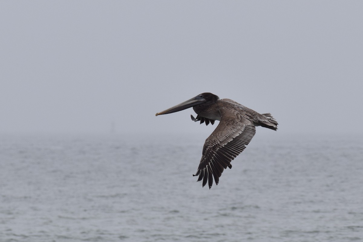 Brown Pelican - ML639331427