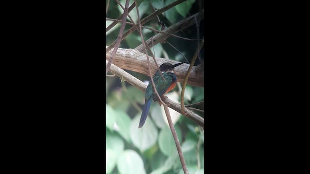 Jacamar à queue rousse (melanogenia) - ML639331503