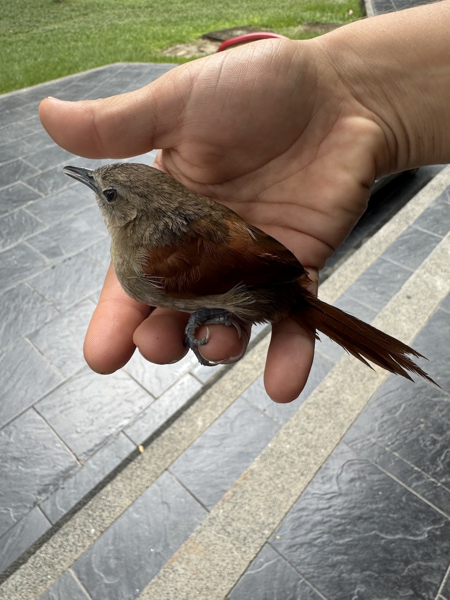 Plain-crowned Spinetail - ML639331559