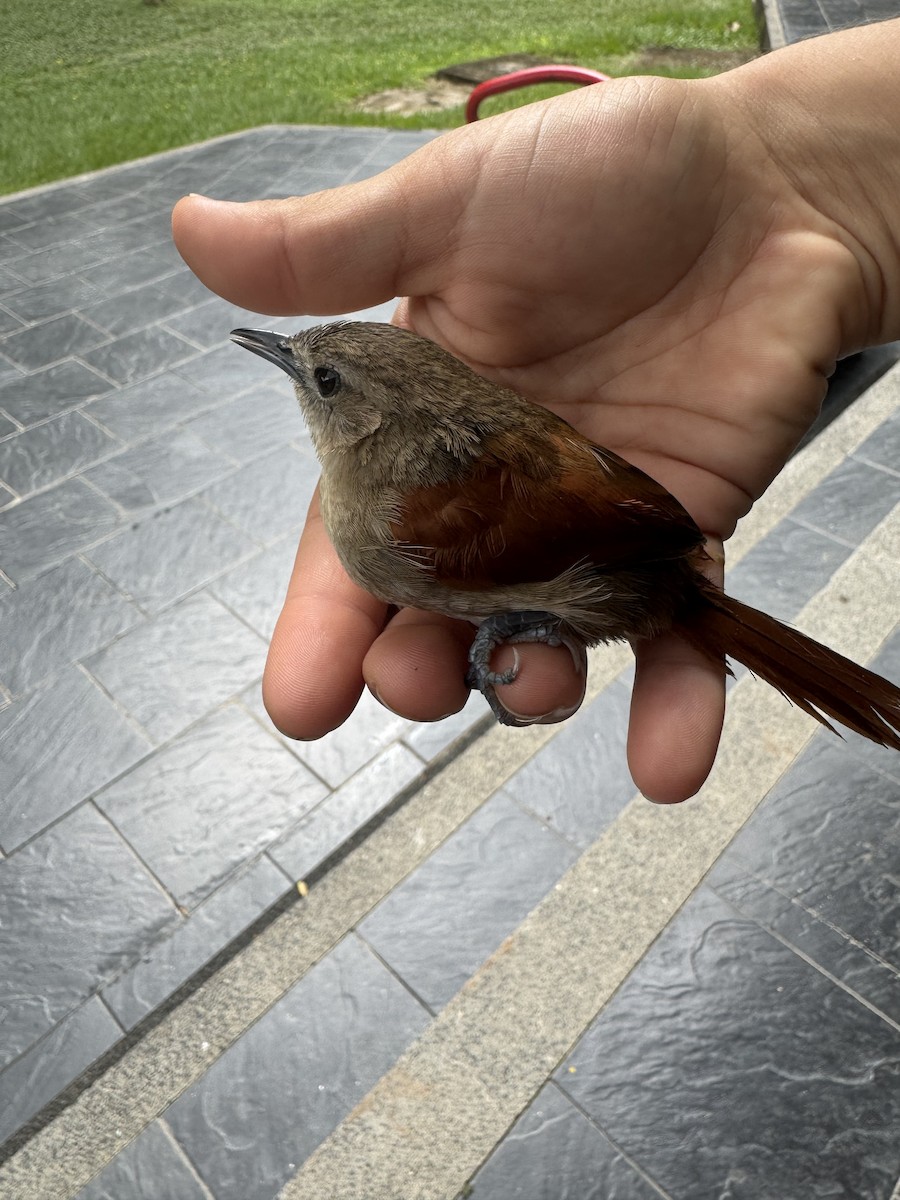 Plain-crowned Spinetail - ML639331560