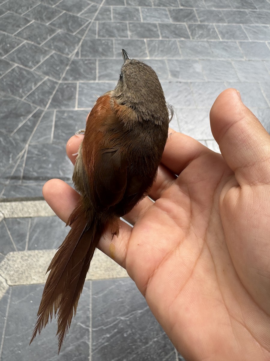 Plain-crowned Spinetail - ML639331561