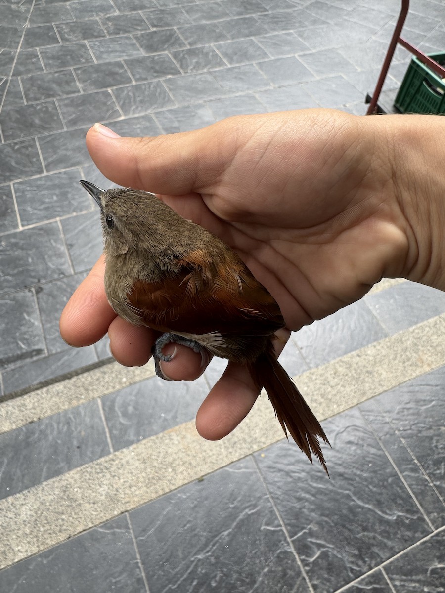 Plain-crowned Spinetail - ML639331562