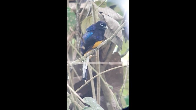 White-tailed Trogon - ML639331575
