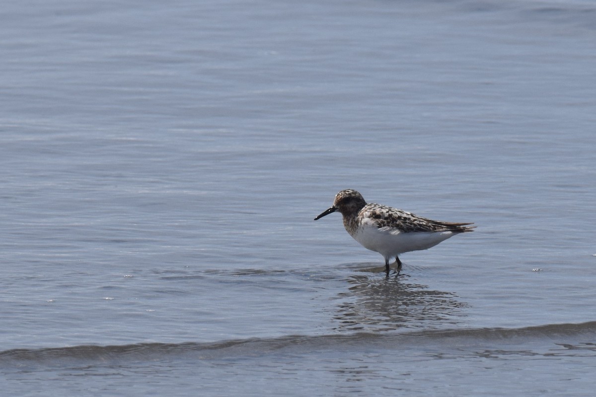 Sanderling - ML639331594