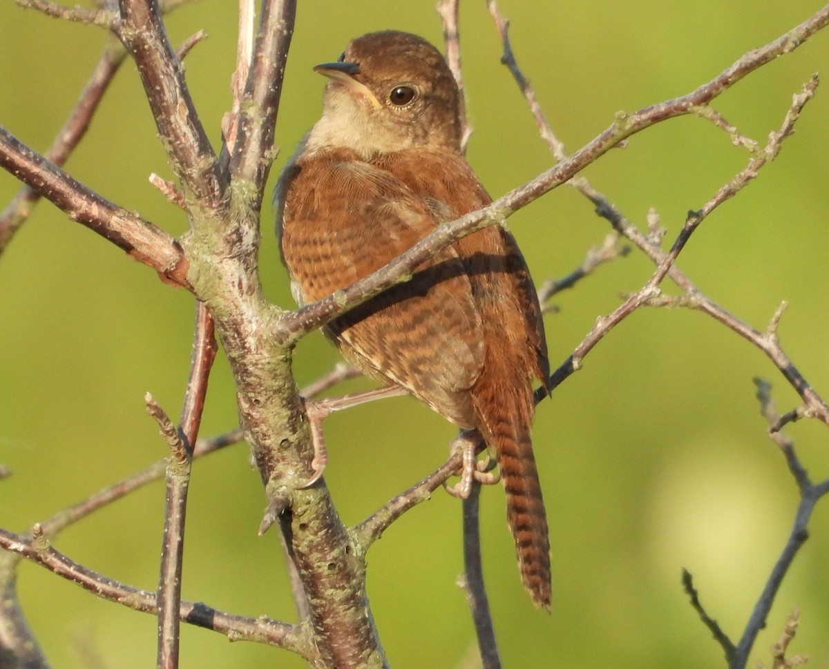 Northern House Wren - ML639331602