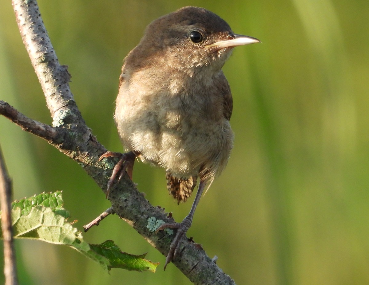 Northern House Wren - ML639331603