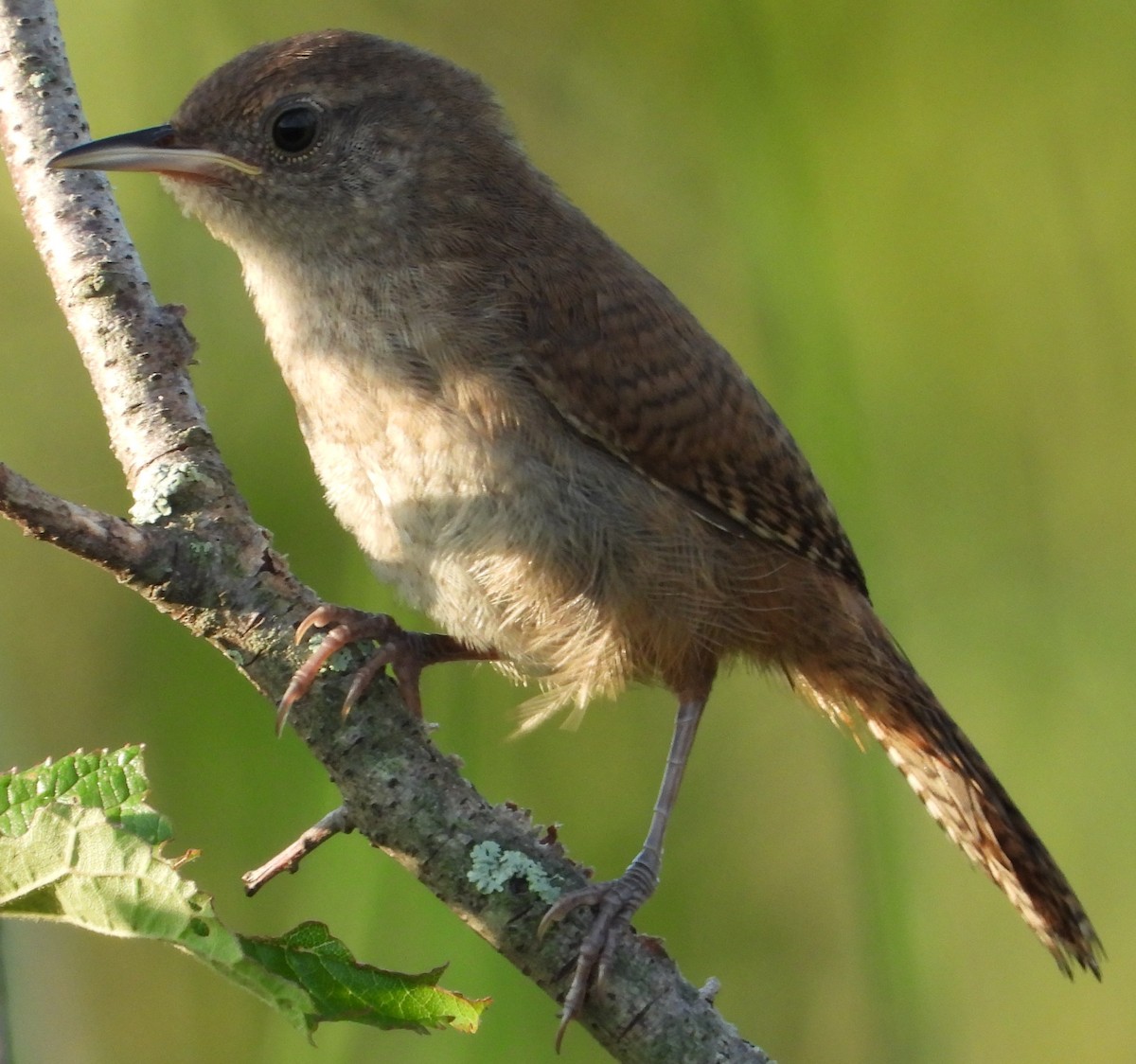 Northern House Wren - ML639331604