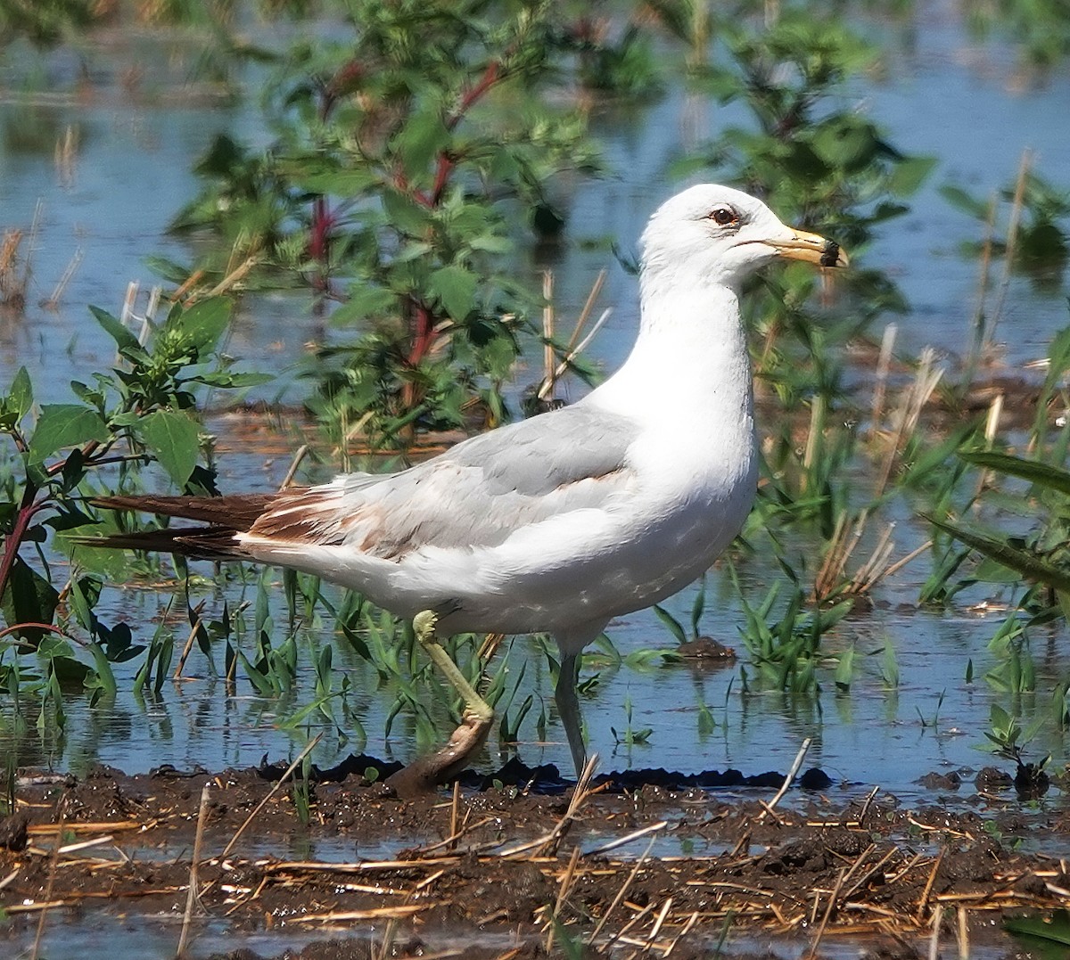 Ring-billed Gull - ML639331606