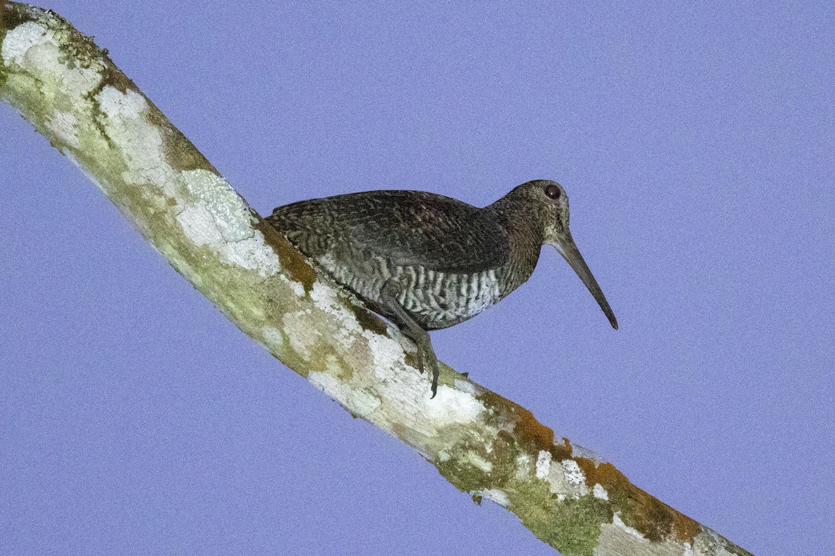 Javan Woodcock - ML639331632