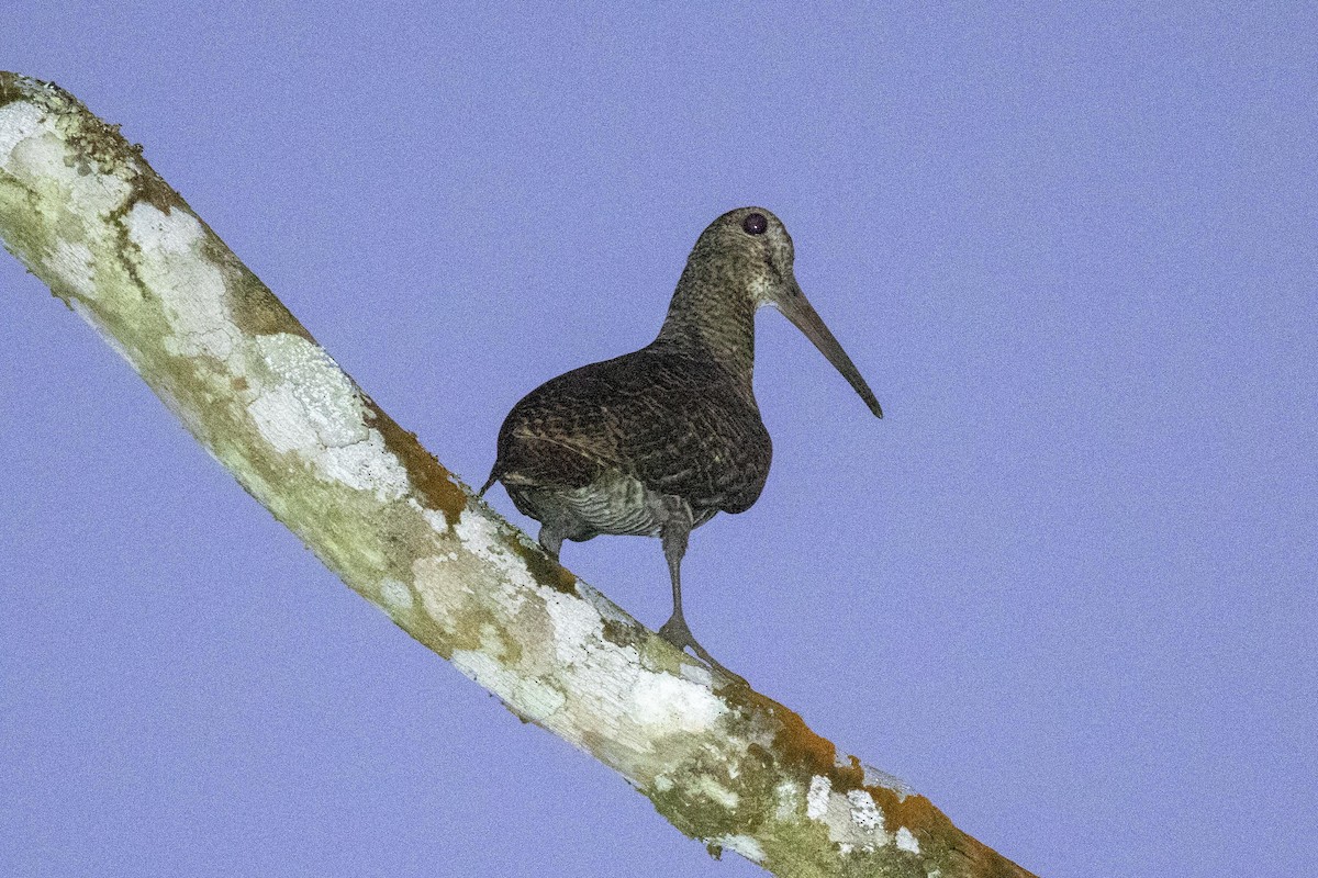 Javan Woodcock - ML639331633