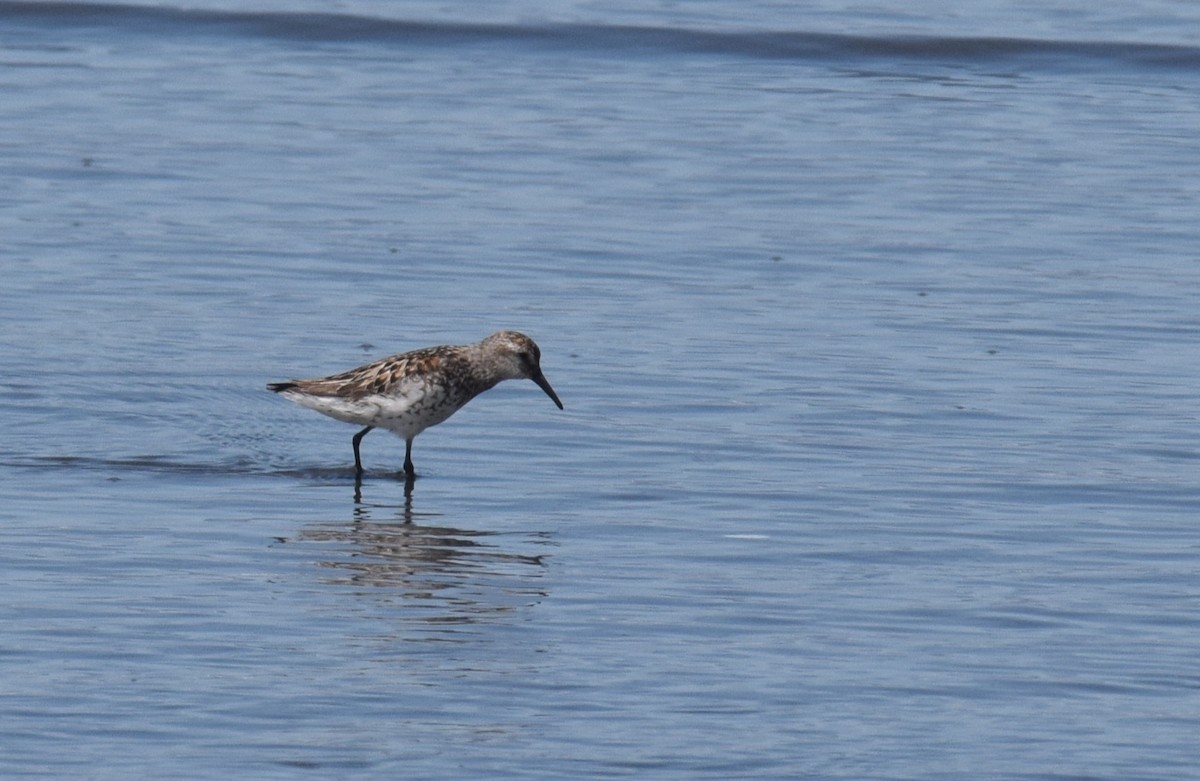 Western Sandpiper - ML639331667