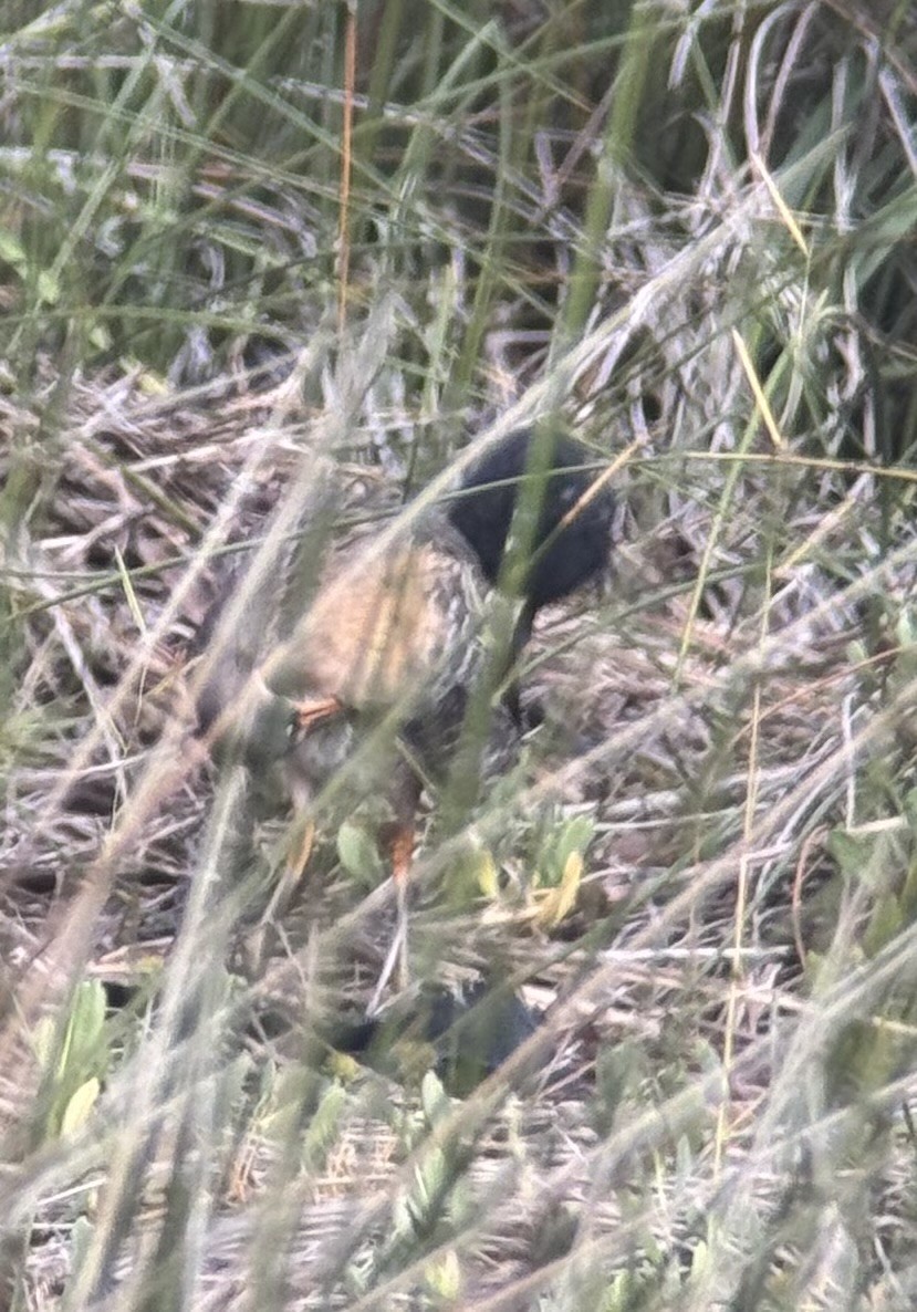 Clapper Rail - ML639331704