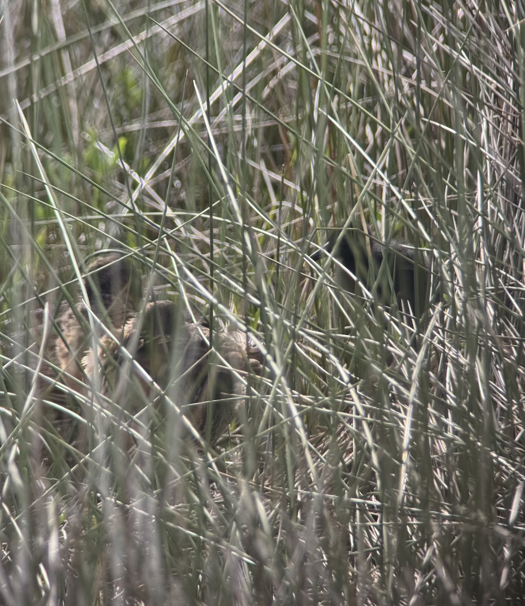 Clapper Rail - ML639331705