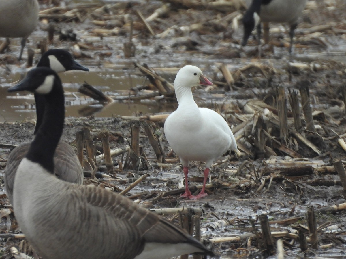 Ross's Goose - ML639331740