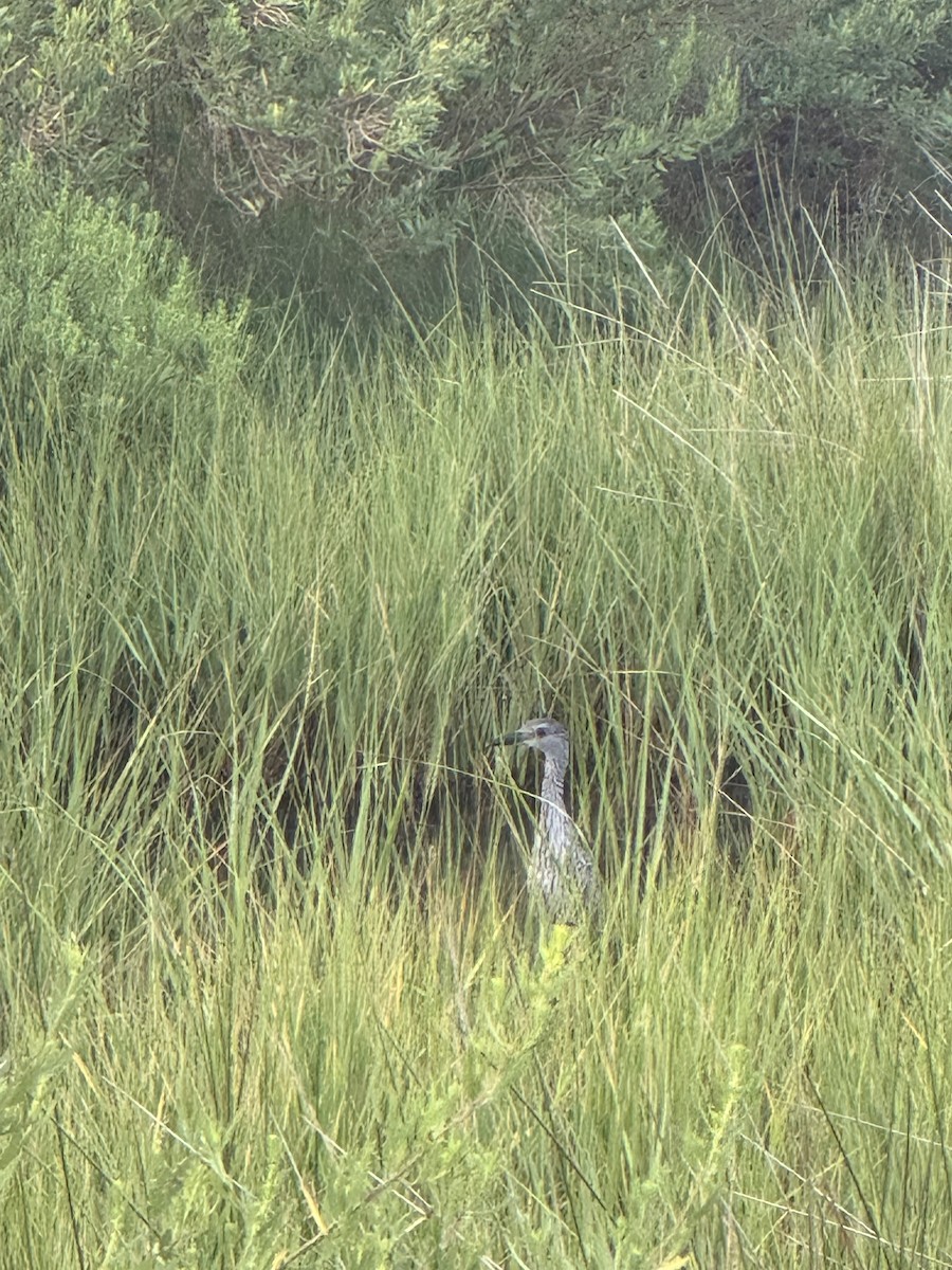Yellow-crowned Night Heron - ML639331757
