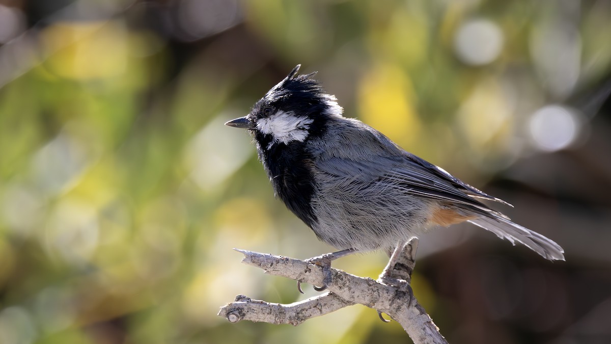 Rufous-naped Tit - ML639331790