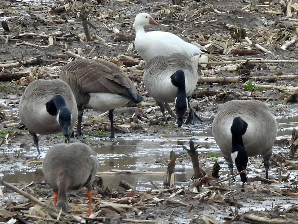 Ross's Goose - ML639331812