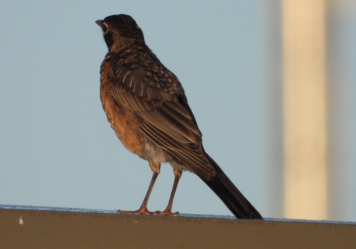 American Robin - ML639331845