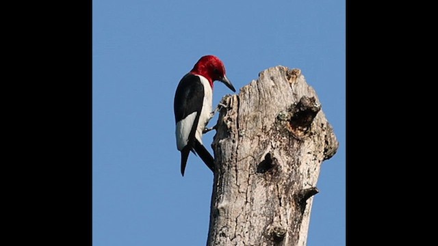 Red-headed Woodpecker - ML639331856