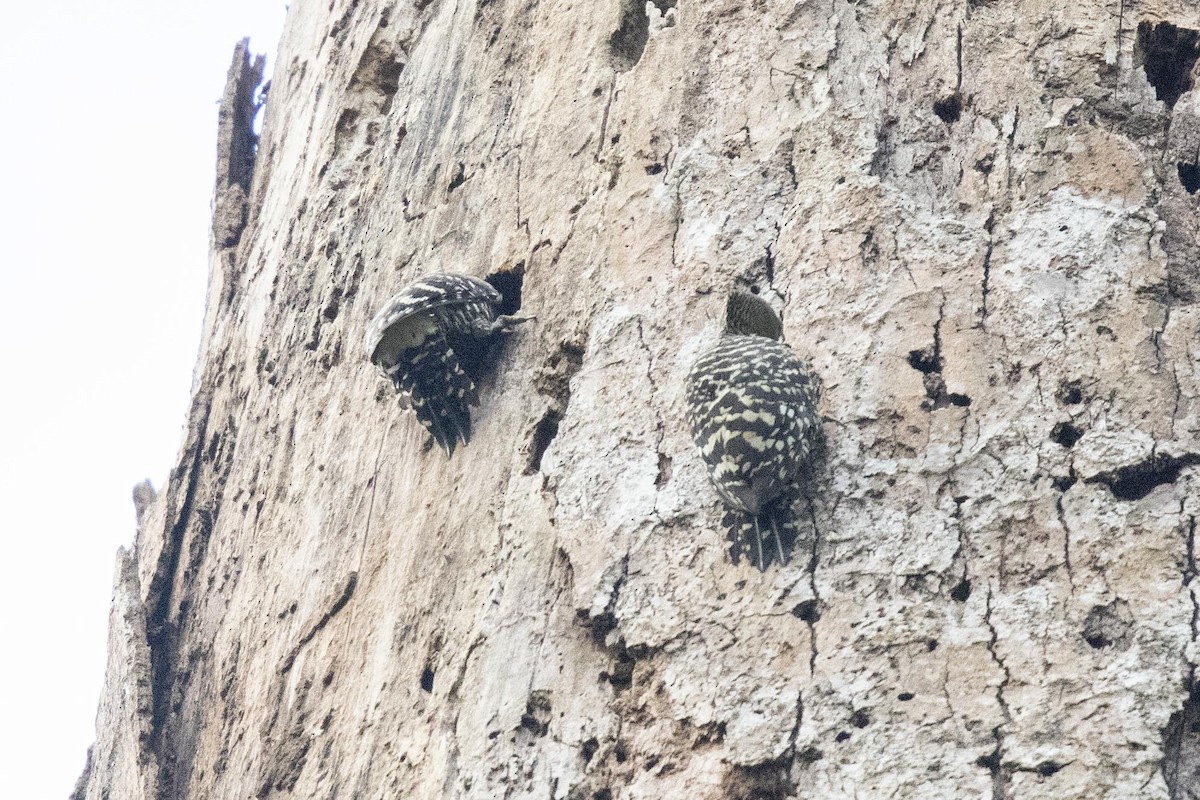Zebra Woodpecker - ML639331936