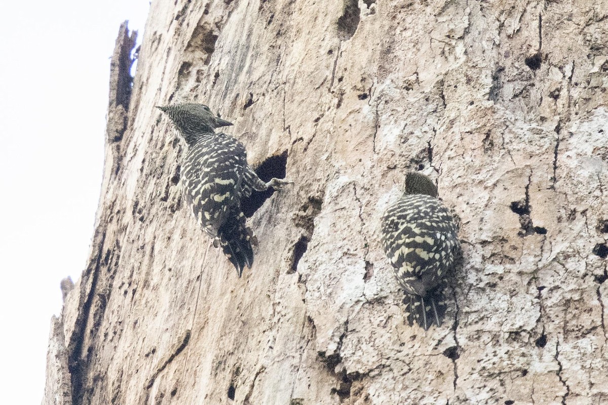 Zebra Woodpecker - ML639331937