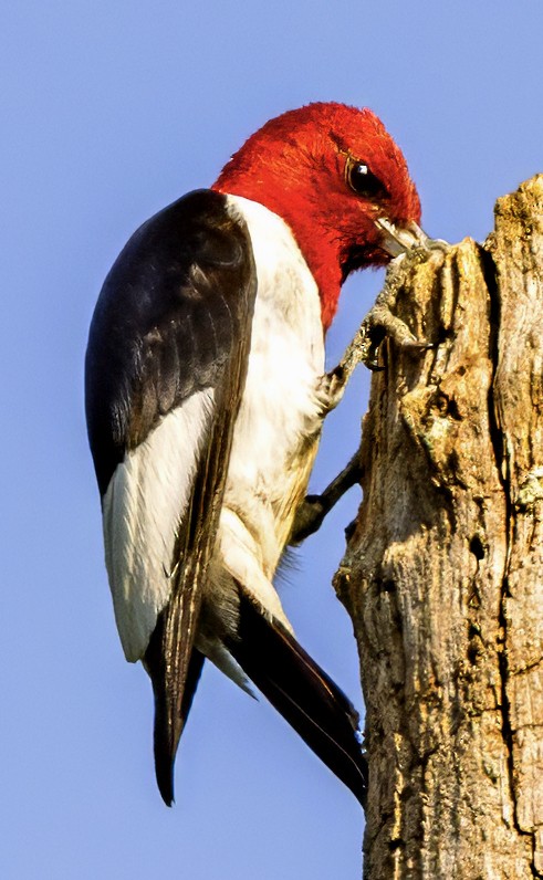 Red-headed Woodpecker - ML639331955