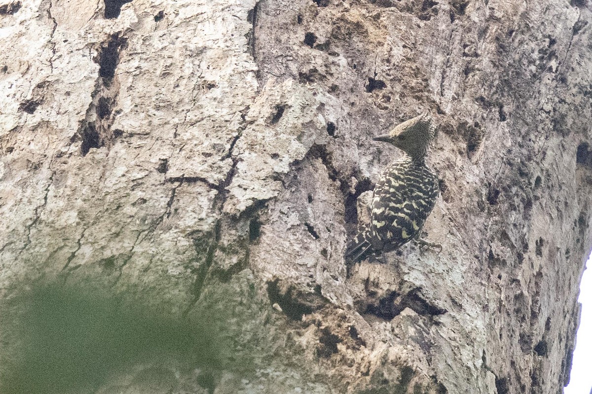 Zebra Woodpecker - ML639331998
