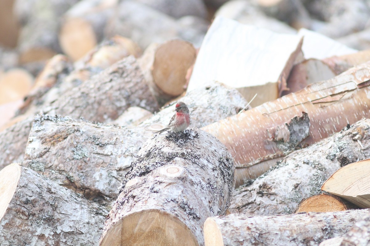 Redpoll (Common) - ML639332059